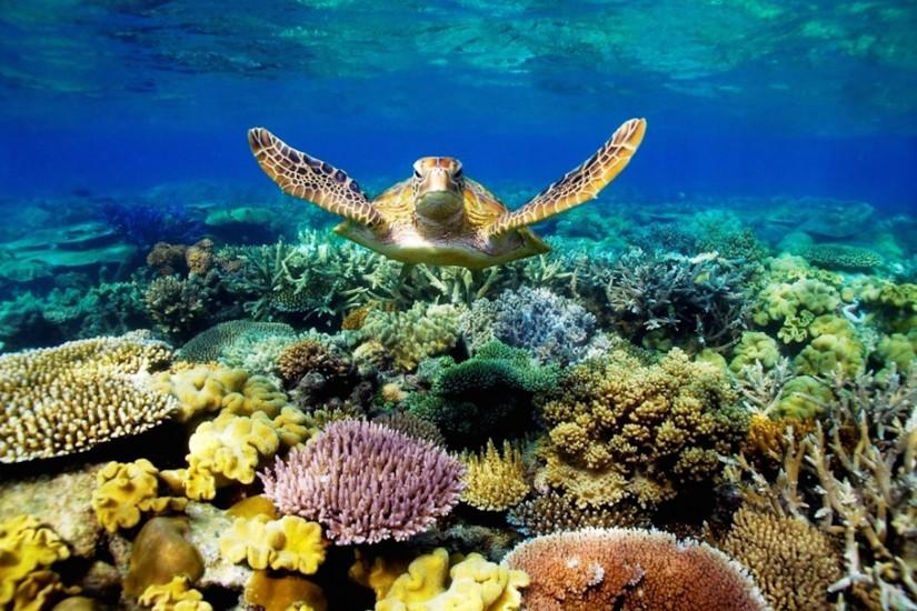 Great Barrier Reef Turtle Wallpaper - Free HD Download