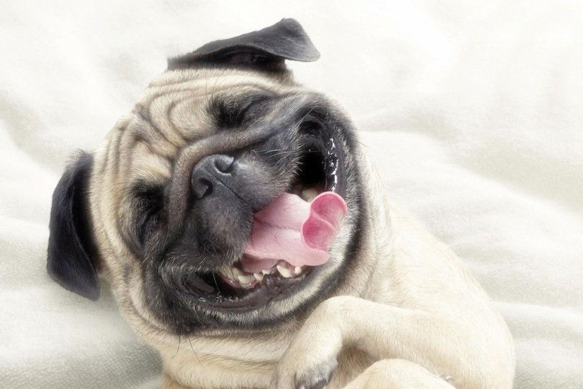 Preview wallpaper pug, dog, face, happy, protruding tongue 1920x1080