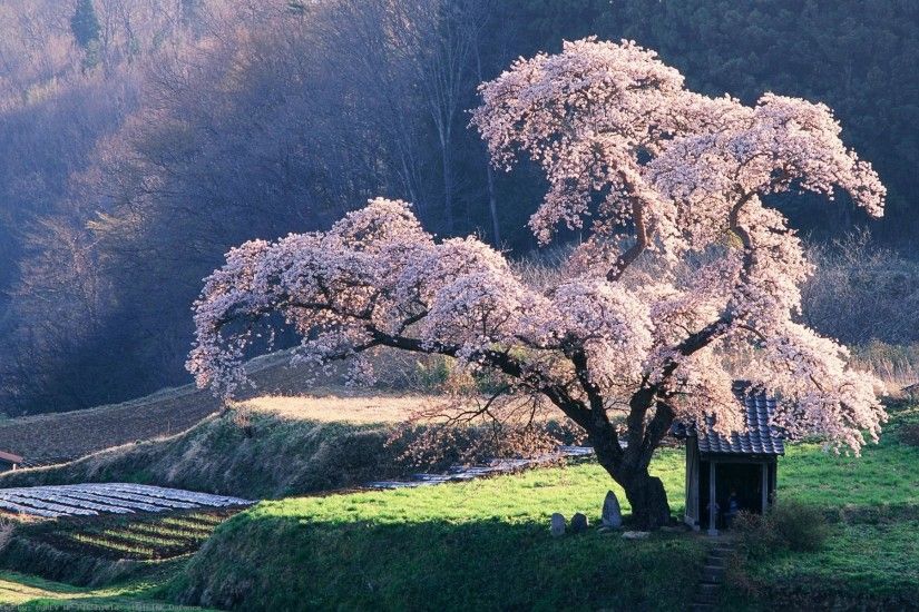 cherry-blossom-desktop-hd-x-wallpaper-wpc9003454