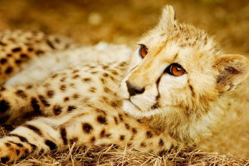 Cheetah Wallpapers HD - Cheetah wallpapers HD pictures images download