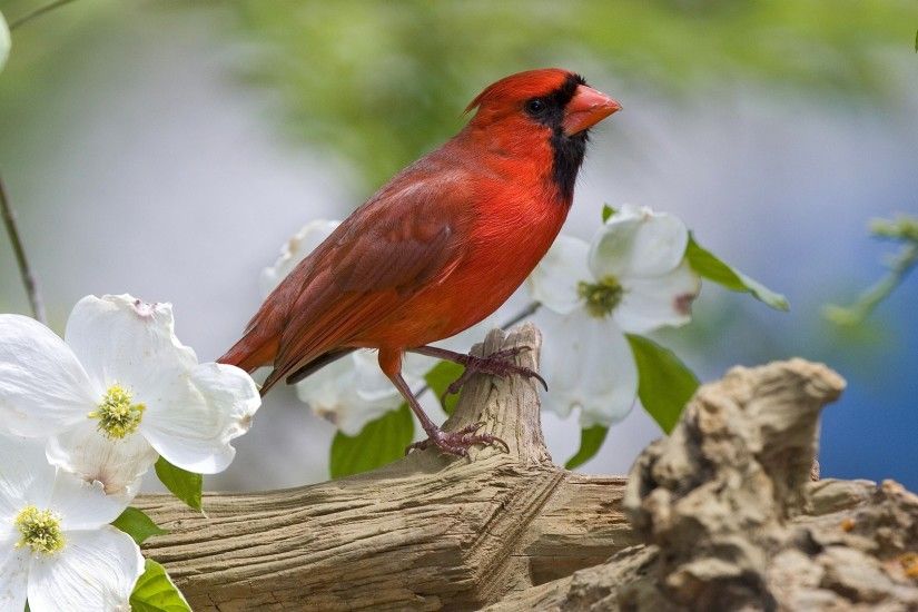 free st louis cardinals wallpaper hd download | ololoshenka | Pinterest | Cardinals  wallpaper, Cardinals and Wallpaper