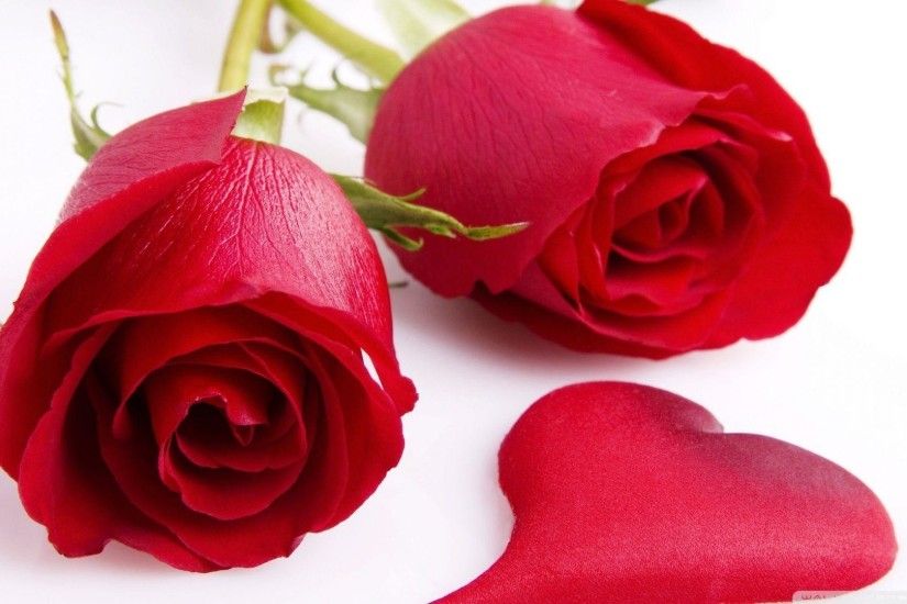 Flowers For > Red Rose Wallpaper For Pc