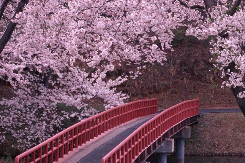 Spring-Flowers-Trees-Bridge-River-HD-Wallpaper.jpg (