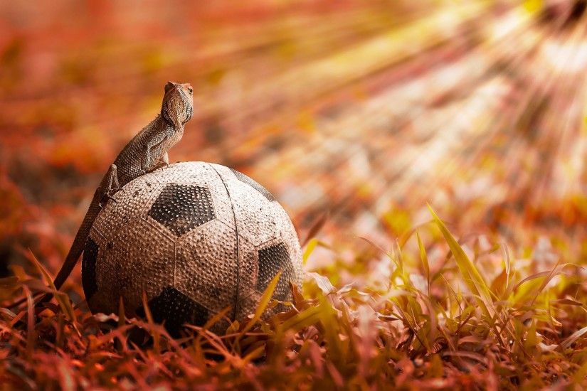 Download and View Full Size Photo. This Chameleon Sitting Over Soccer Ball  ...