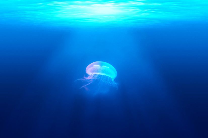 Jellyfish Underwater HD
