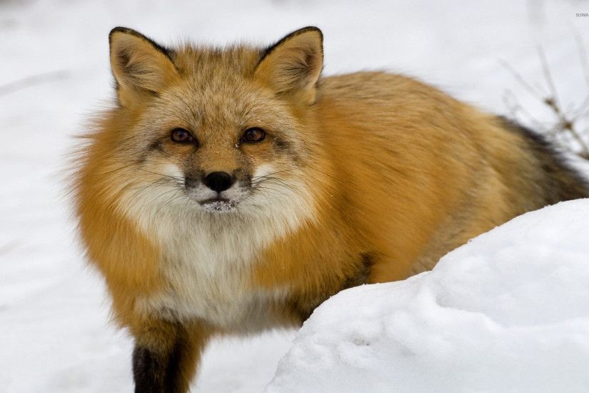 Red fox in the snow wallpaper 1920x1200 jpg