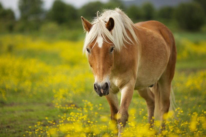 2560x1600 Horse in Field HD Animal Wallpaper