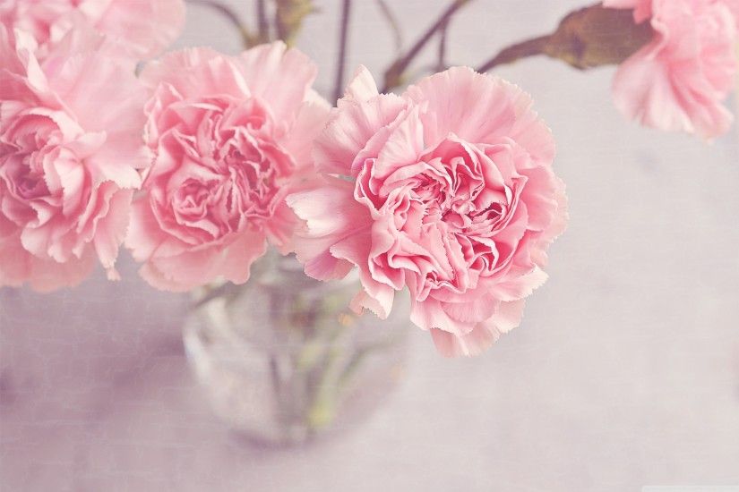 light_pink_carnations_flowers_in_a_vase-wallpaper