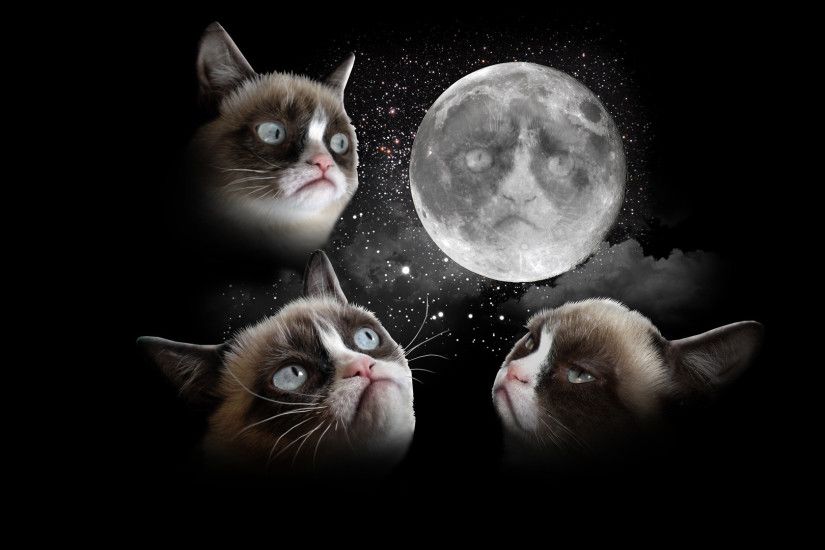 Grumpy Cat Pictures & HD Wallpapers | Hd Wallpapers