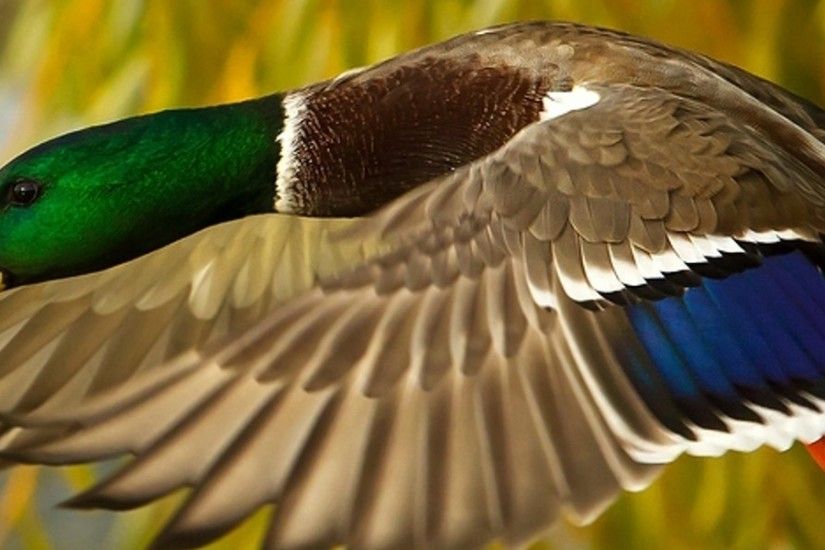 3840x1200 Wallpaper wild duck, flying, colorful, bird