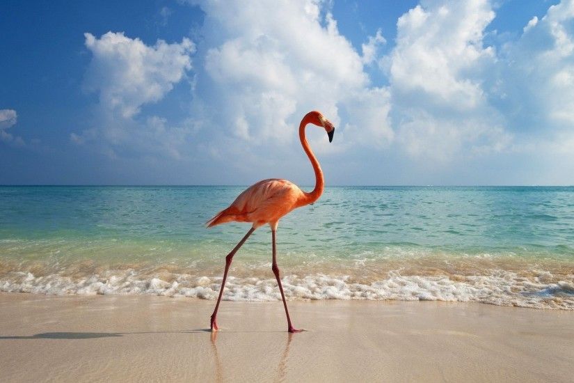 Flamingo taking a walk on the beach wallpaper