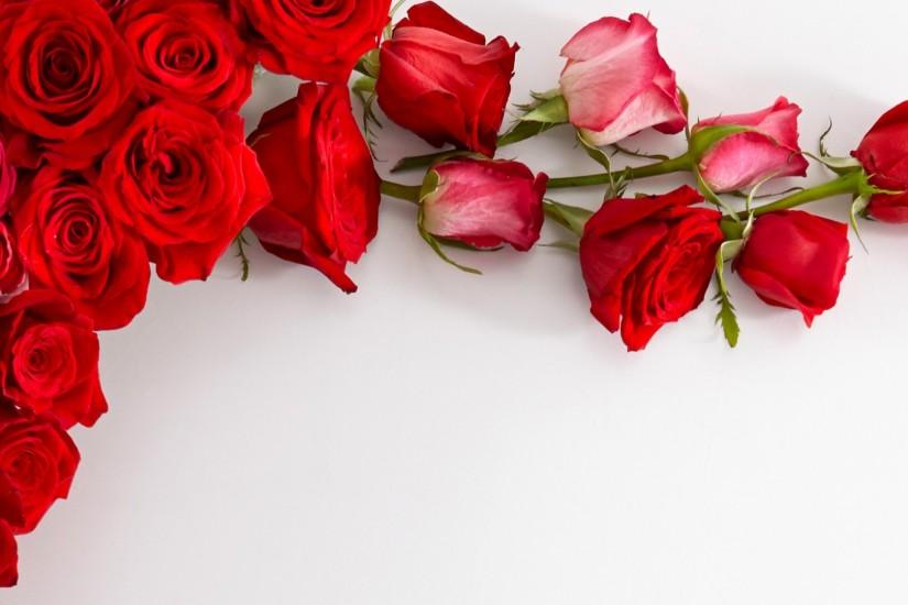 most popular rose background 3840x1080 photo