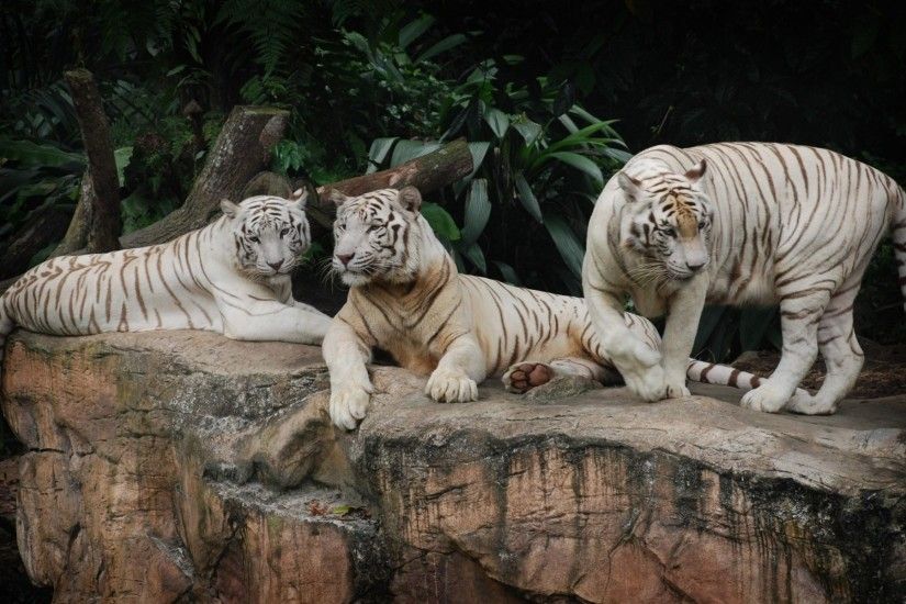 3 Adult White Tiger