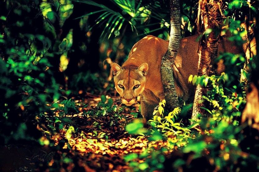 Pumas Jungles