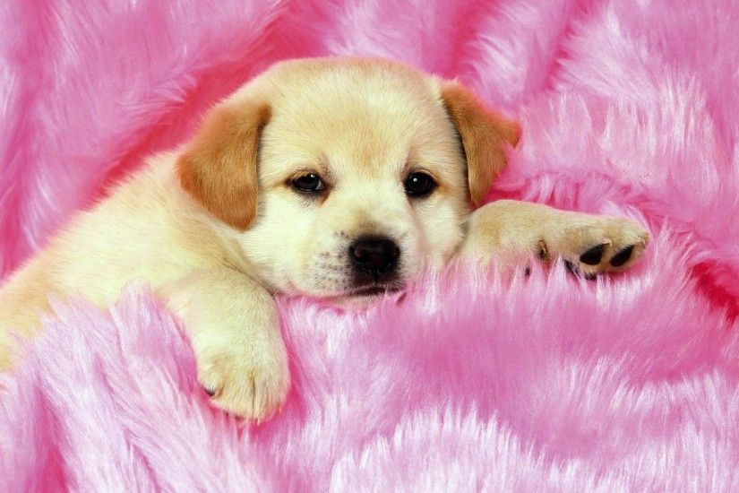 Cute Puppies Wallpapers - HD Wallpapers Inn