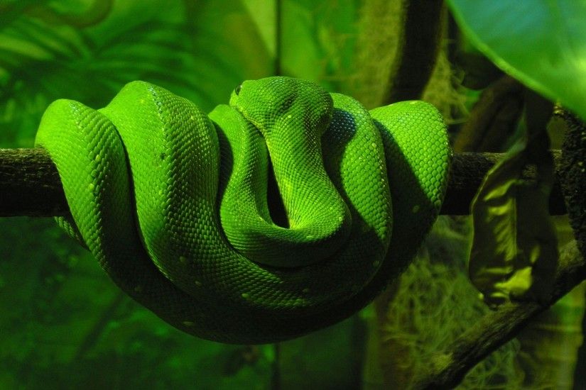 green dari snake