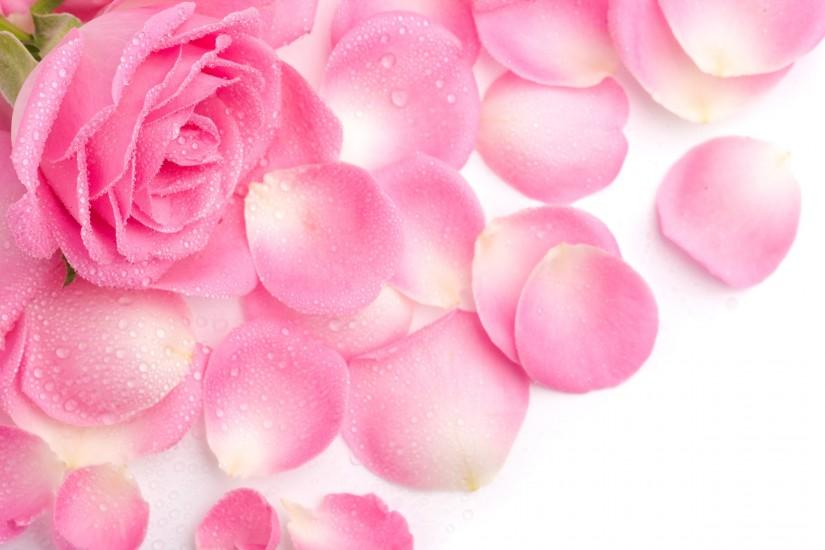 Pink Rose Flowers Wallpaper.