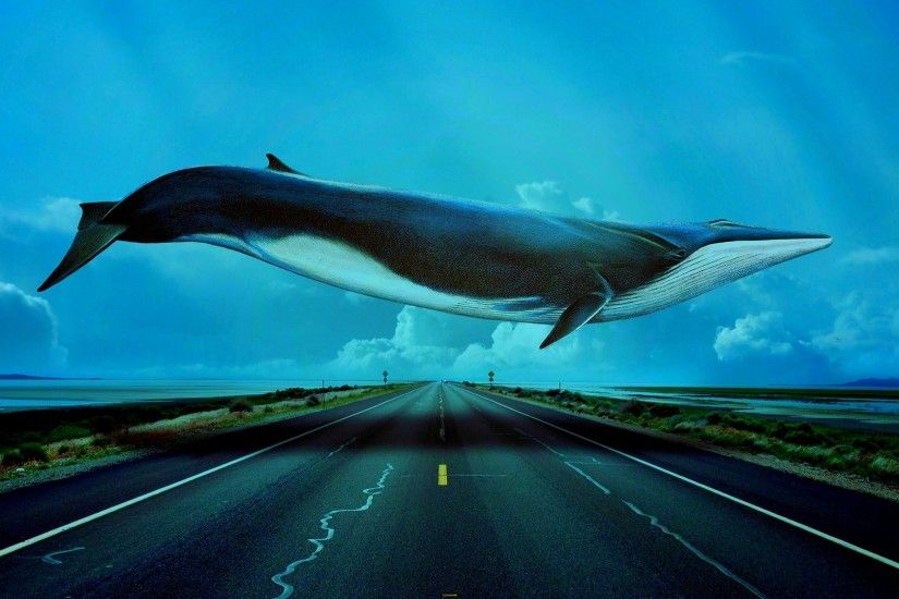 ... Blue Whale Awesome Photos.