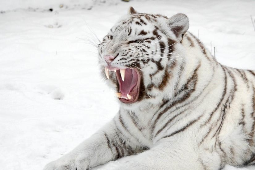 1920x1080 Wallpaper white tiger, snow, predator, mouth, cat, tiger