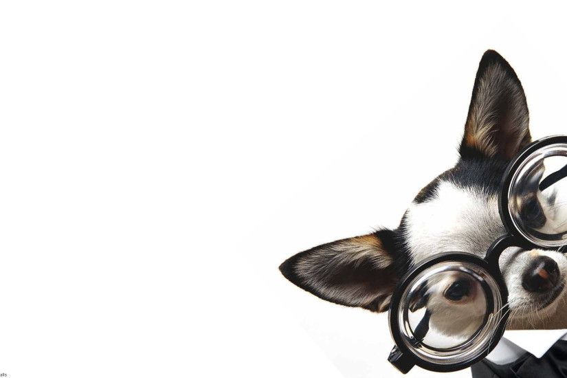 Animal - Cute Dog Puppy Wallpaper
