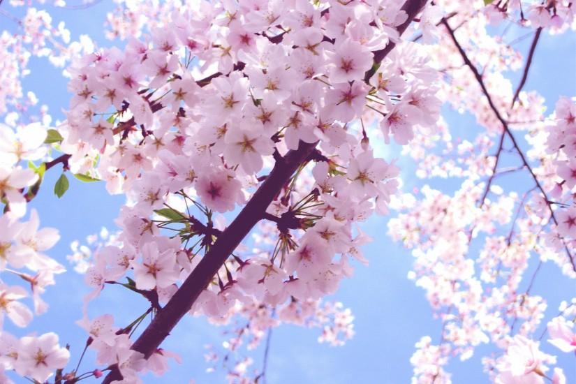 cherry blossom wallpaper 2592x1944 xiaomi