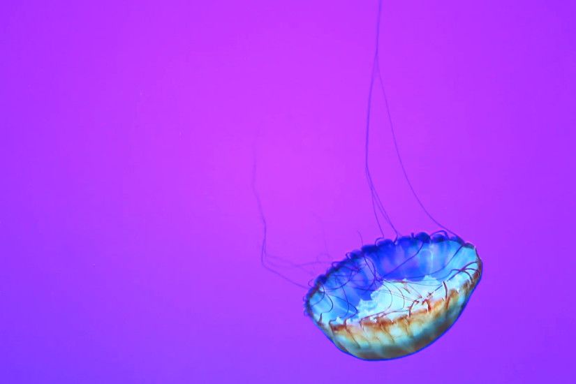 A jellyfish, moves slowly in the water against a simple colorful background