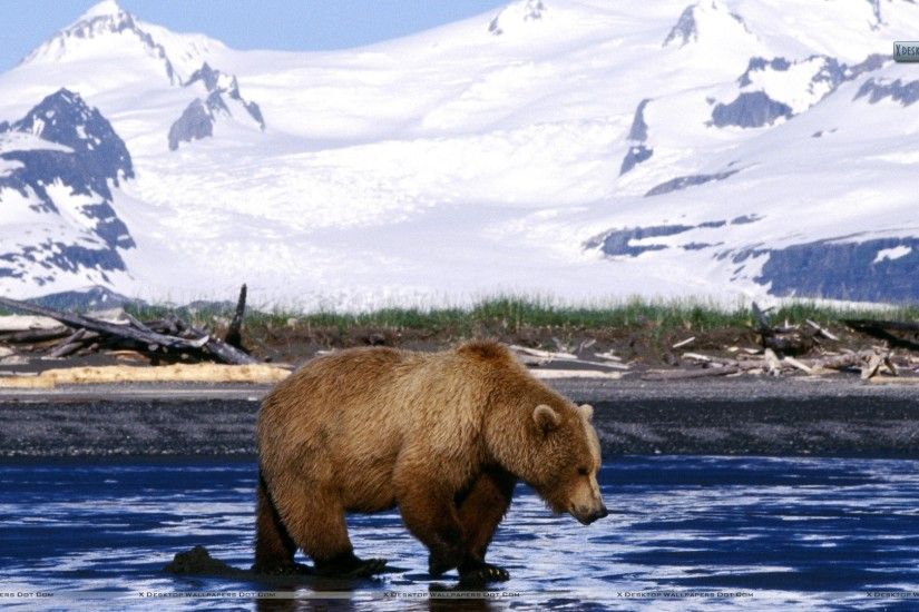 You are viewing wallpaper titled "Brown Bear" ...