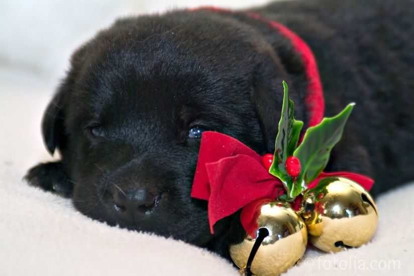 Christmas Puppy Wallpapers Phone