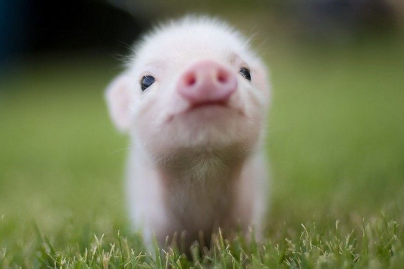 Animal - Pig Baby Animal Cute Wallpaper