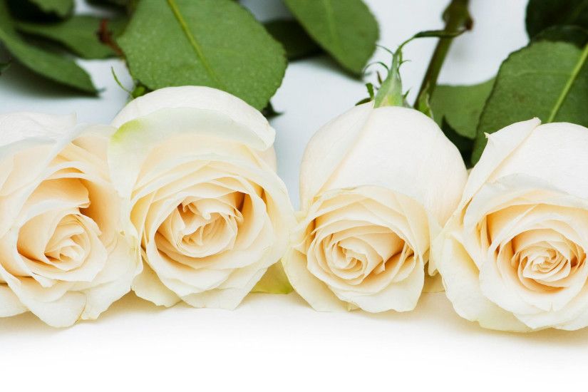 Free Download White Roses Pictures in High Resolution