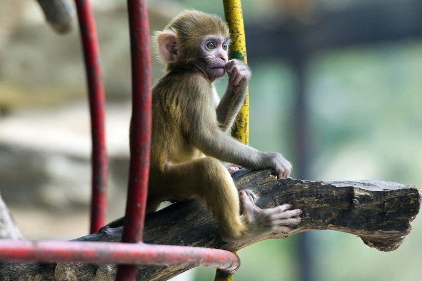 baby monkey desktop wallpaper 6479