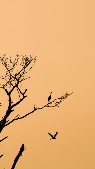 Stork Birds Sunset Tree iPhone 6 Plus HD Wallpaper
