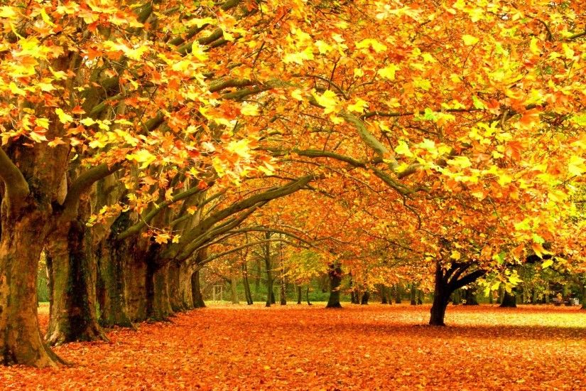 Wallpapers For > Beautiful Autumn Trees Wallpapers