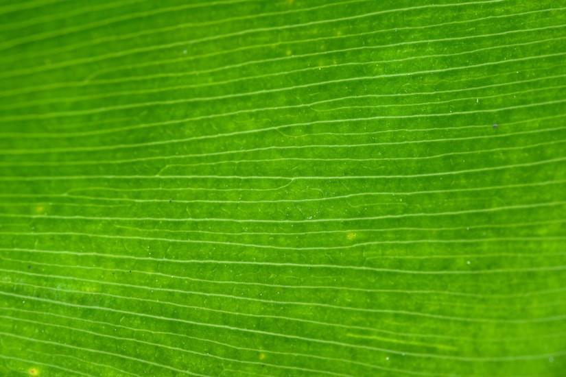 Free green palm leaf closeup photo background texture ...