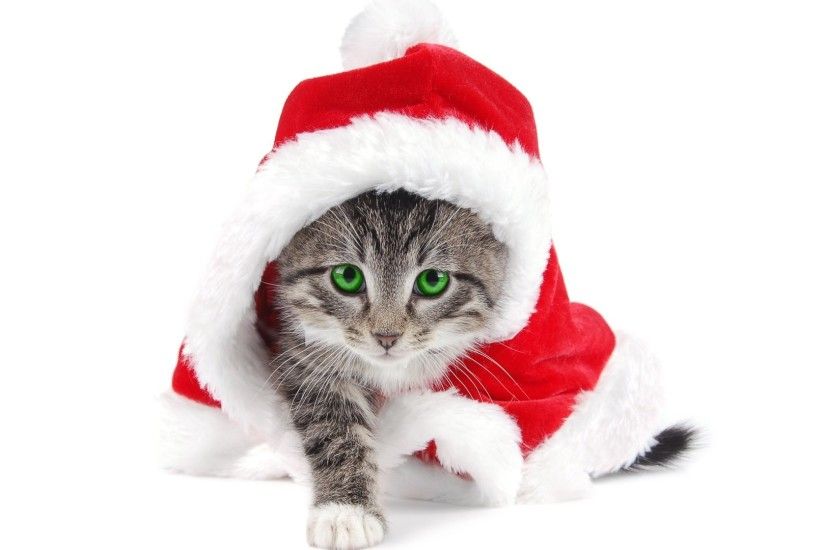 Cute Christmas Cat Computer Background Wallpaper Background Download