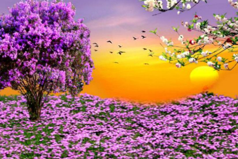 Nature Spring Purple Flowers Garden Sunset HD Wallpapers For Desktop