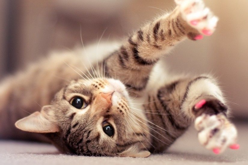 Cats images Funny Cats Wallpaper HD wallpaper and background