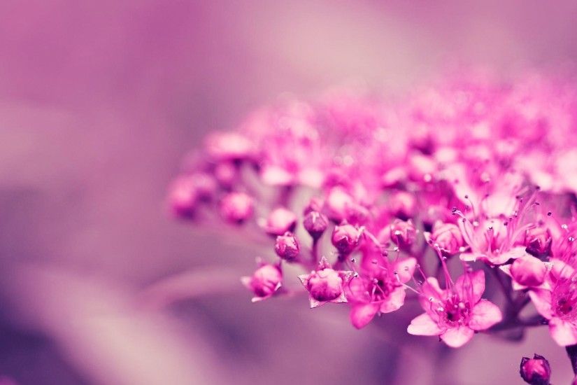 Pink Flower Desktop Background. Download 1920x1276 ...