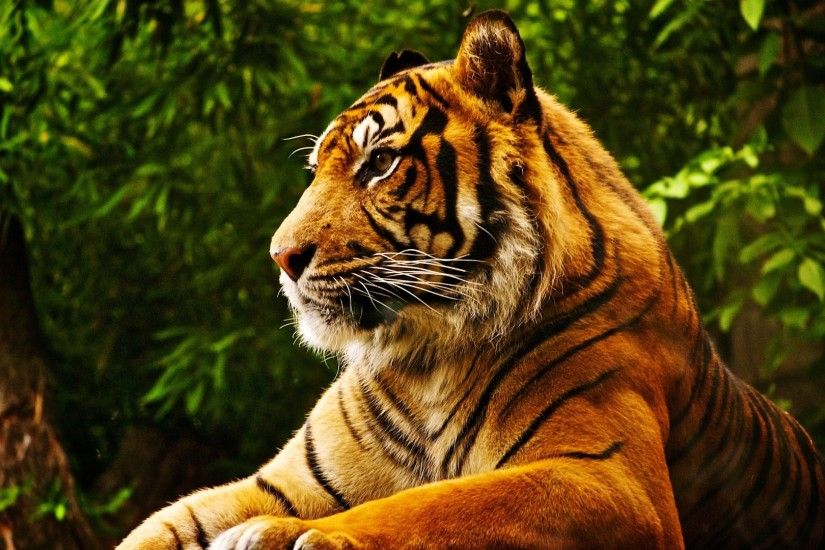 animals, Tropical Forest, Tiger Wallpapers HD / Desktop and Mobile  Backgrounds