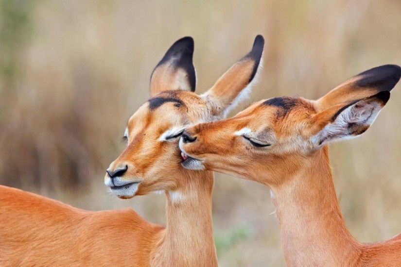 Impala kiss wallpaper
