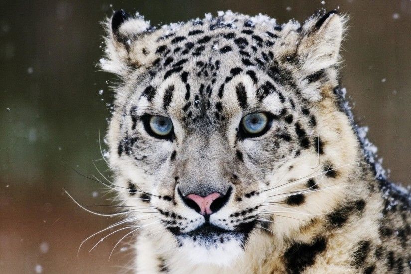 HD Wallpaper | Background ID:276183. 1920x1080 Animal Snow Leopard