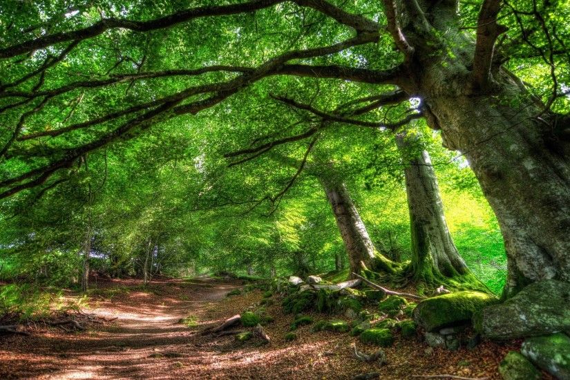 Forest trail of green trees HD Desktop Wallpaper | HD Desktop .