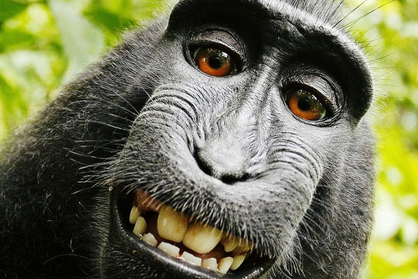 Monkey Funny Smile
