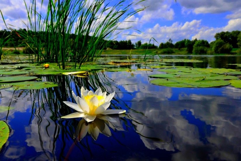 lilies on pond | Water Lily Pond
