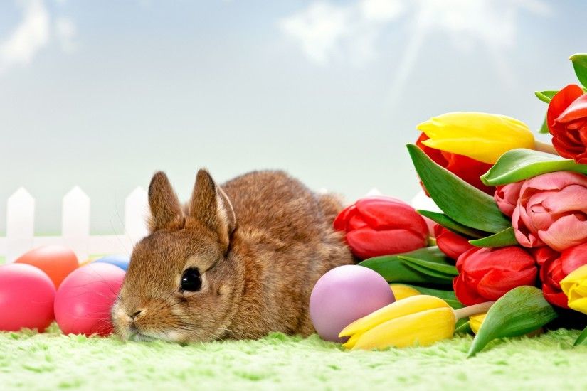 tulips, Flowers, Rabbits, Eggs, Animals, Easter Wallpapers HD / Desktop and  Mobile Backgrounds