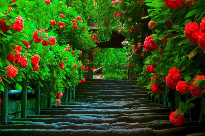 Download Flowers Flower Spring Nature Splendor Bright Paradise Green  Beautiful Red Path Colors Wallpapers Hd 1080p