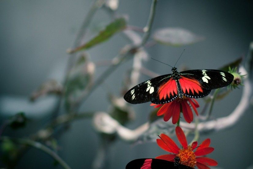 ... and red butterfly HD Wallpaper 1920x1200 Black ...
