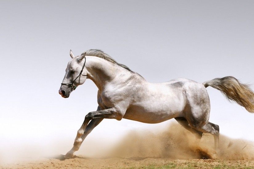 wallpaper.wiki-White-Arabian-Horse-Photo-PIC-WPC001059