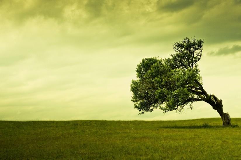 large tree background 1920x1080 pictures
