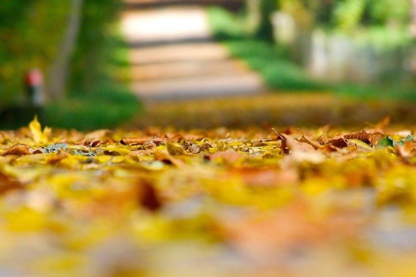 close up autumn yellow leaves leaves leaves leaves land blur blur  background macro leaves autumn autumn